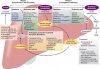 integrativefig_large3.jpg