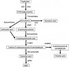 Simplified-diagram-of-the-kynurenine-pathway-Enzymes-in-italics-and-metabolites-boxed.png.jpg Simplified-diagram-of-the-kynurenine-pathway-Enzymes-in-italics-and-metabolites-boxed.png.jpg